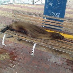 Just a Little Afternoon Siesta.