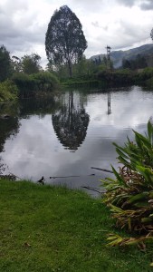 The Duck-less Duck Pond. 