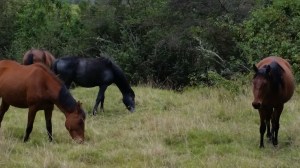 Hacienda Horses Grazing. 