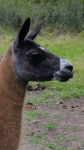 This Guy Posed for a Picture. 