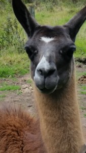 They Are a Curious Breed. 