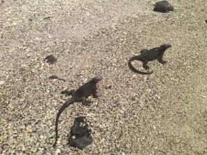 Lizard Crossing.