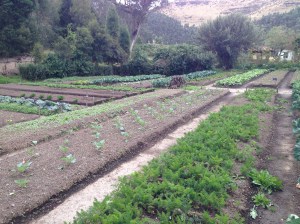 Part of the Organic Garden.