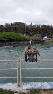 Pelican Fishing Here.