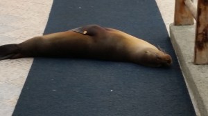 First Time I Ever Had to Step Over a Sea Lion.