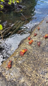 Looks Like a Crab Run!