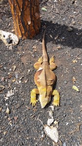 This Guy is 4-feet Long.