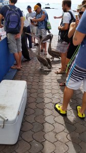 Look Closely - Sea Lion Standing. 