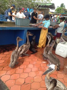 Pelicans are Complaining. 